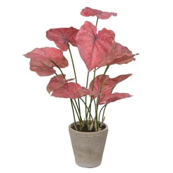 DPJ Workspace Kunstgewächs Caladium - Mit Blumentopf